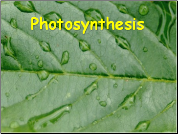 Photosynthesis