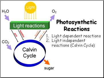 Photosynthetic Reactions
