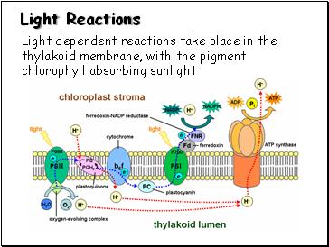 Light Reactions