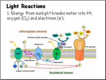 Light Reactions