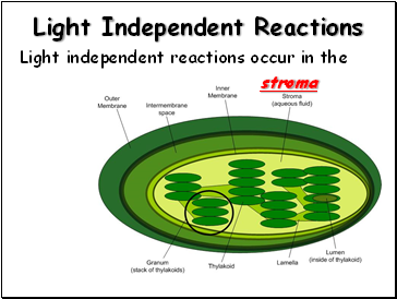 Light Independent Reactions