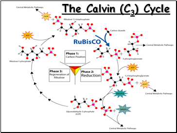 The Calvin (C3) Cycle