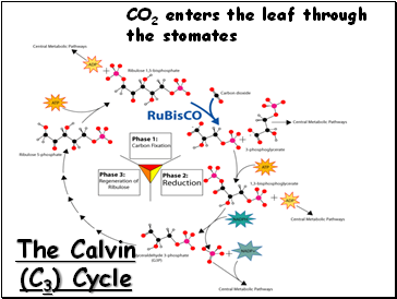 The Calvin (C3) Cycle