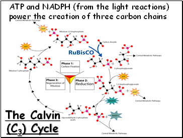 The Calvin (C3) Cycle