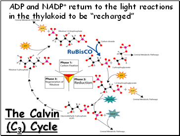 The Calvin (C3) Cycle