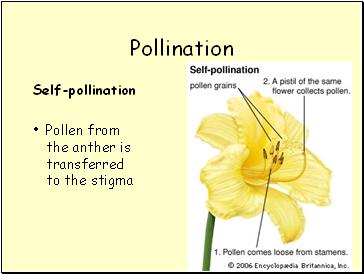 Pollination