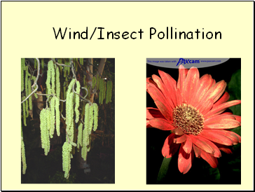 Wind/Insect Pollination