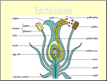 Fertilisation