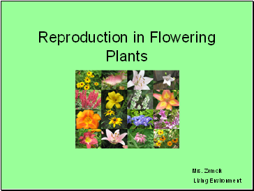 Reproduction in Flowering Plants