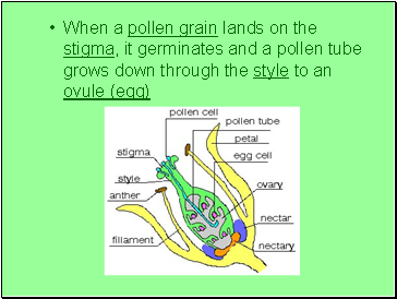 When a pollen grain lands on the stigma, it germinates and a pollen tube grows down through the style to an ovule (egg)