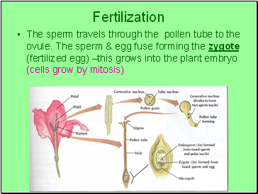 Fertilization