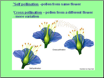 *Self pollination –pollen from same flower *Cross pollination – pollen from a different flower - more variation