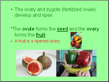 The ovary and zygote (fertilized ovule) develop and ripen.