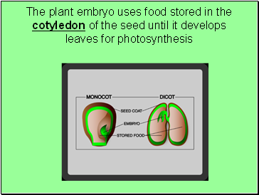The plant embryo uses food stored in the cotyledon of the seed until it develops leaves for photosynthesis