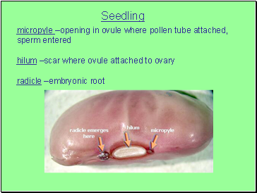 Seedling micropyle –opening in ovule where pollen tube attached, sperm entered hilum –scar where ovule attached to ovary radicle –embryonic root