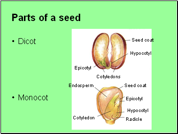 Parts of a seed