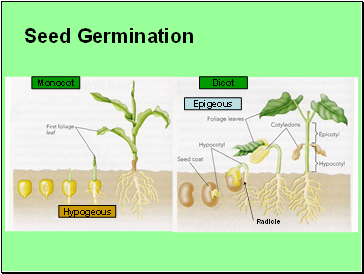 Seed Germination