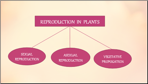 REPRODUCTION IN PLANTS