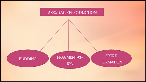 ASEXUAL REPRODUCTION