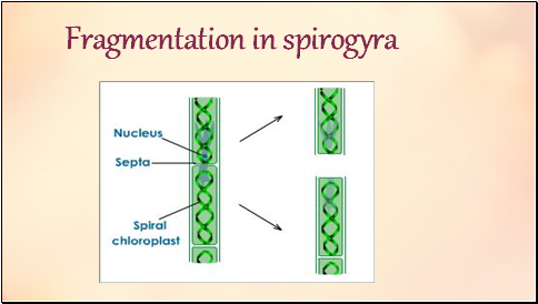 Fragmentation in spirogyra