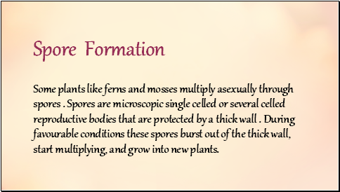 Spore Formation