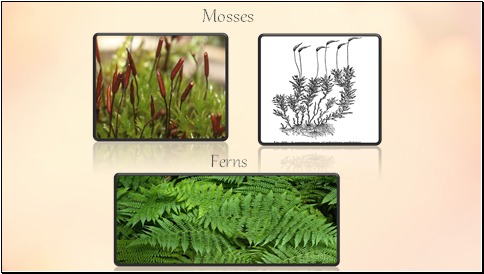 Mosses