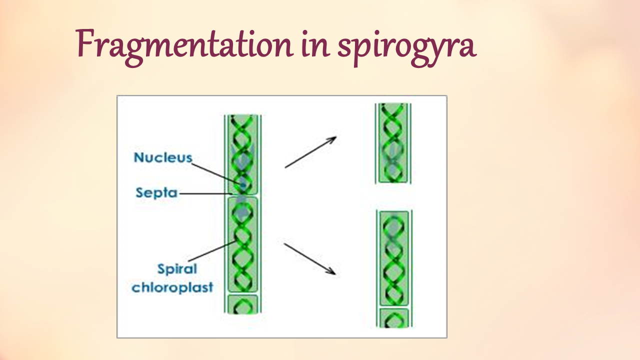 Вегетативное фрагментация. Фрагментация спирогиры. Фрагментация водорослей. Размножение фрагментацией водорослей. Зеленые водоросли размножение спирогира.