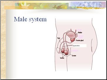 Male system