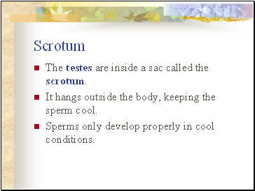 Scrotum