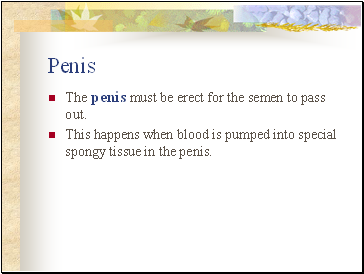 Penis