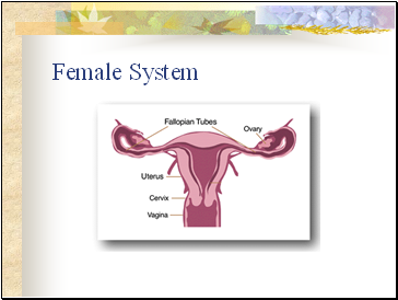 Female System
