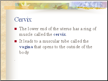Cervix