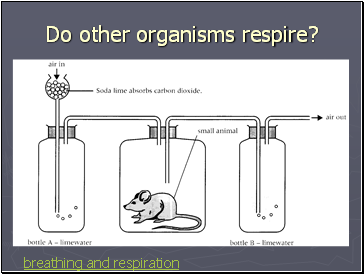 Do other organisms respire?
