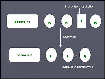 Enzymes