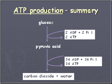 ATP production  summary