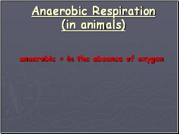 Anaerobic Respiration (in animals)