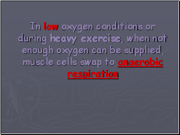 In low oxygen conditions or during heavy exercise, when not enough oxygen can be supplied, muscle cells swap to anaerobic respiration