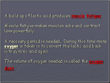 A build up of lactic acid produces muscle fatigue. Muscle fatigue makes muscles ache and contract less powerfully. A recovery period is needed. During this time more oxygen is taken in to convert the lactic acid back into pyruvic acid again. The volume of oxygen needed is called the oxygen debt.