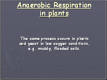 Anaerobic Respiration in plants