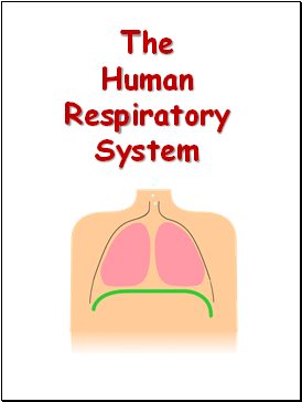 The Human Respiratory System