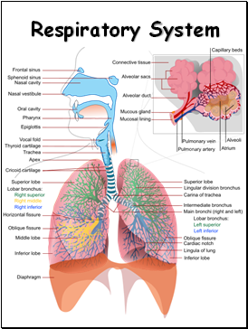 Respiratory System