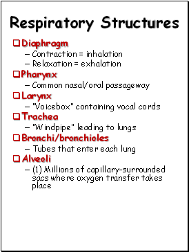 Respiratory Structures