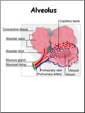 Alveolus