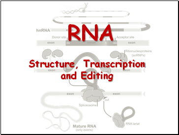 RNA. Structure, Transcription and Editing