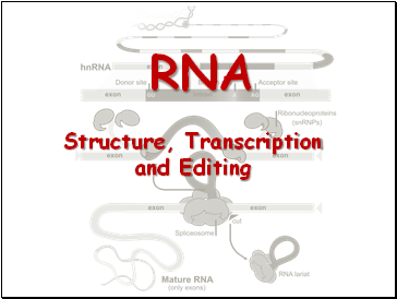 RNA