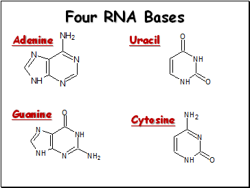 Four RNA Bases