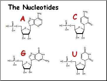 The Nucleotides