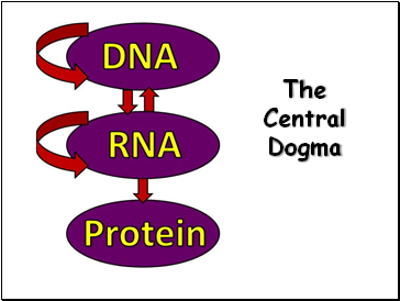 The Central Dogma