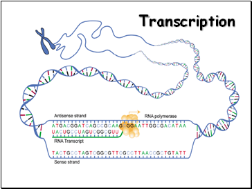 Transcription