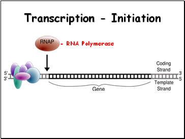 Transcription - Initiation